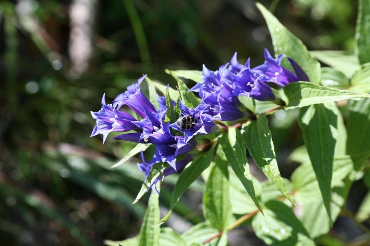 Rosenau am Hengstpass Ferienwohnung Pyhrgasblick מראה חיצוני תמונה