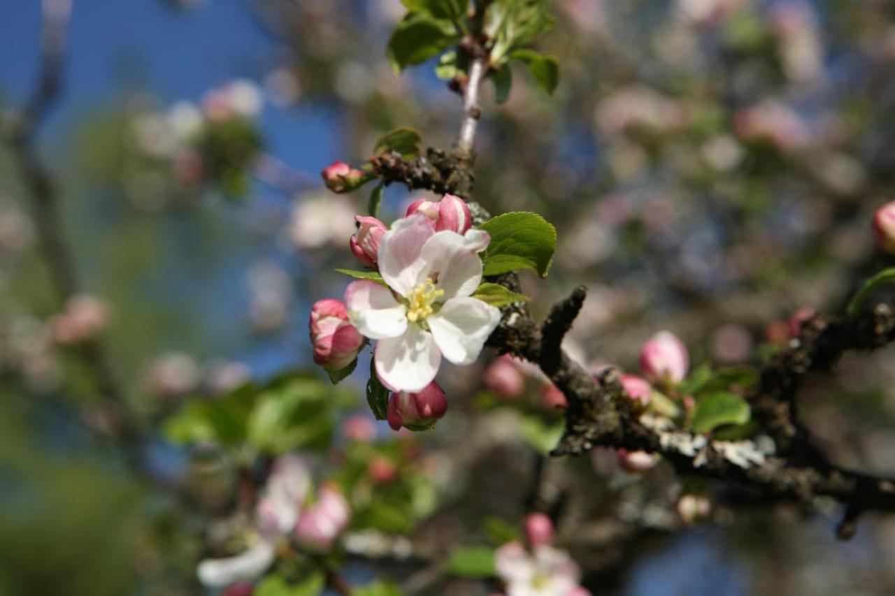 Rosenau am Hengstpass Ferienwohnung Pyhrgasblick מראה חיצוני תמונה